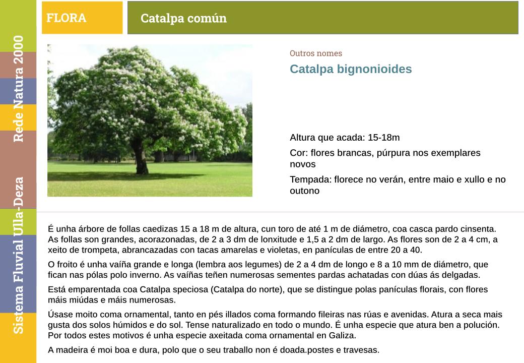 Catalpa común