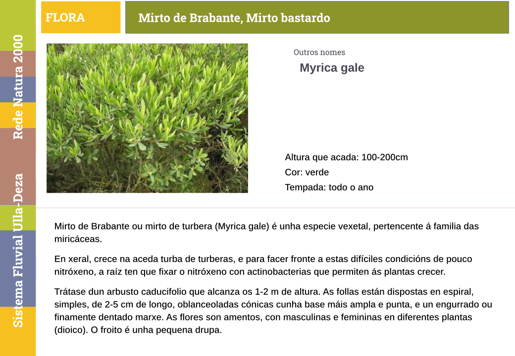 Mirto de Brabante