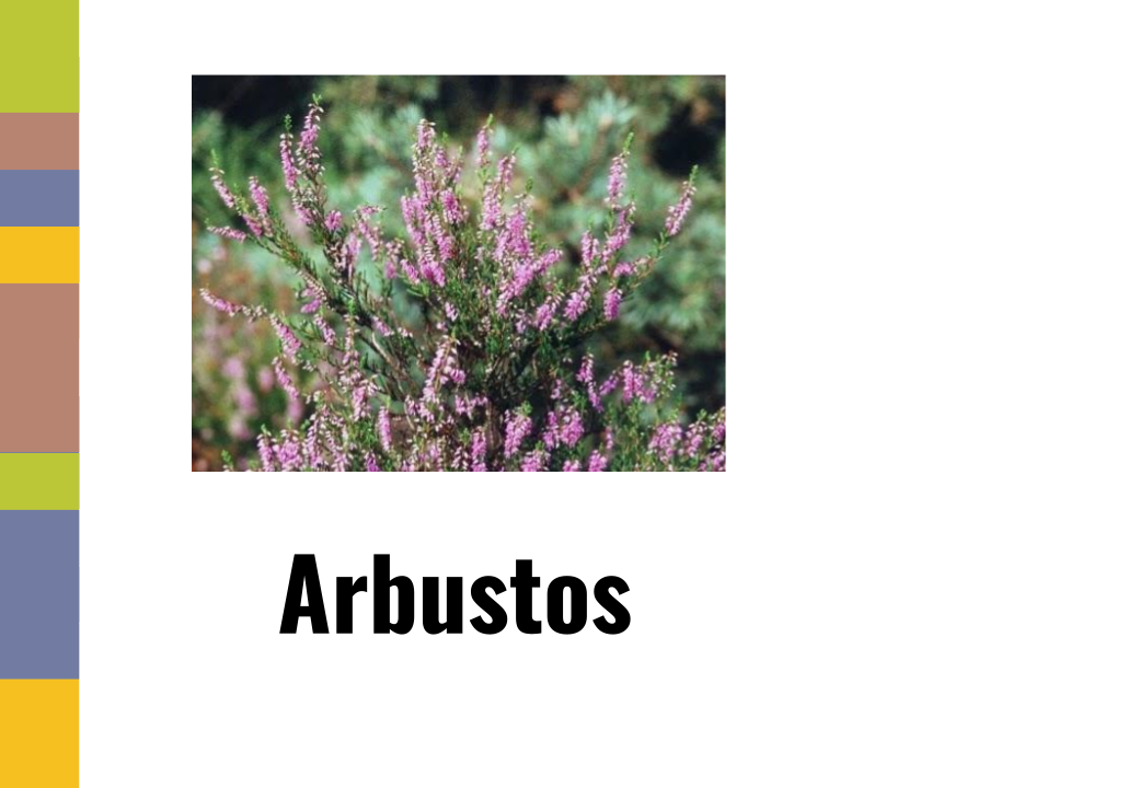 Portada arbustos