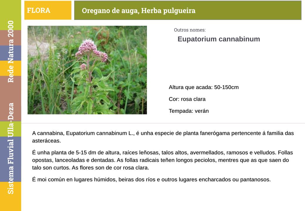 Oregano de auga