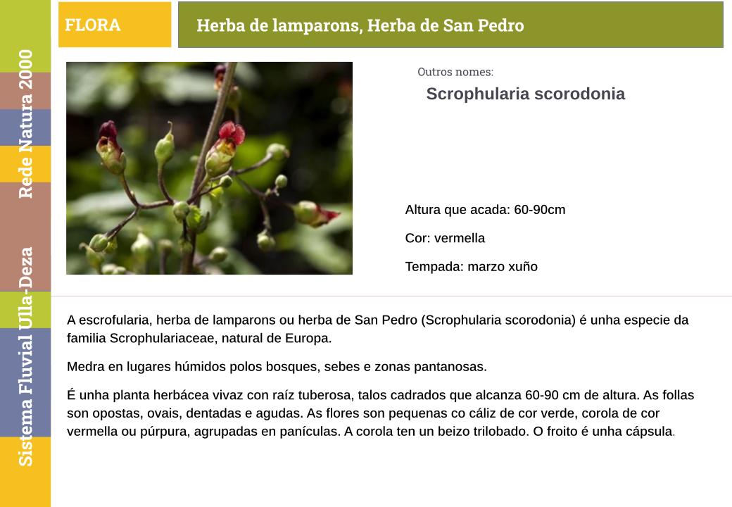 Herba de lamparons