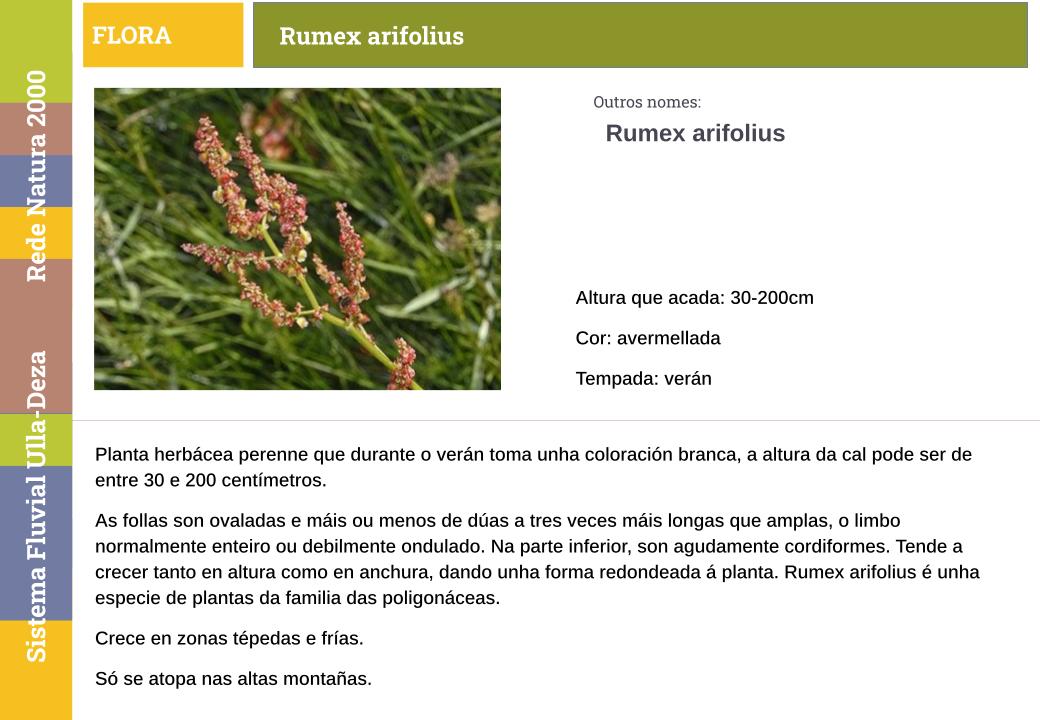 Rumex arifolius