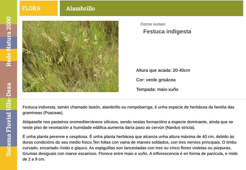 Alambrillo