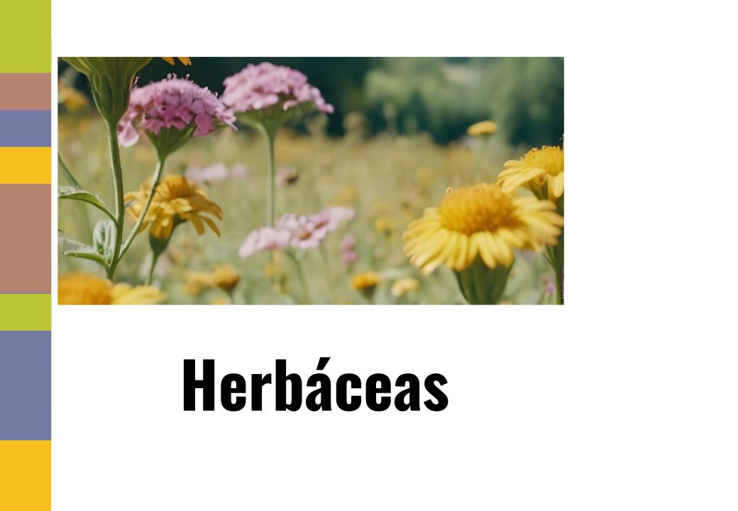 Portada herbaceas