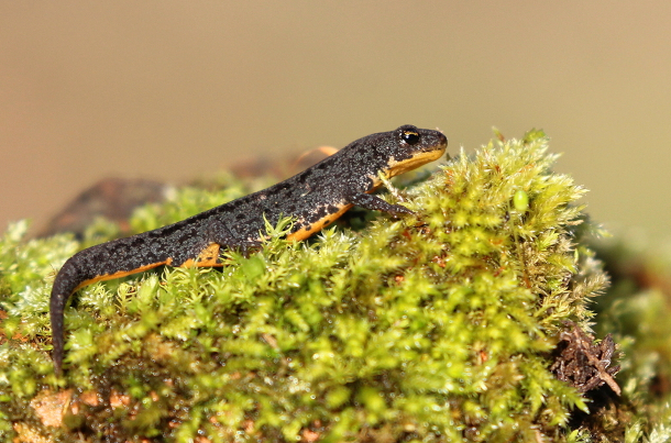 Tritón Ibérico