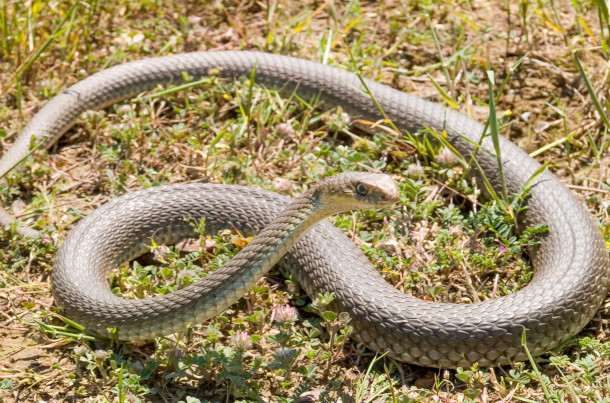 Culebra Bastarda