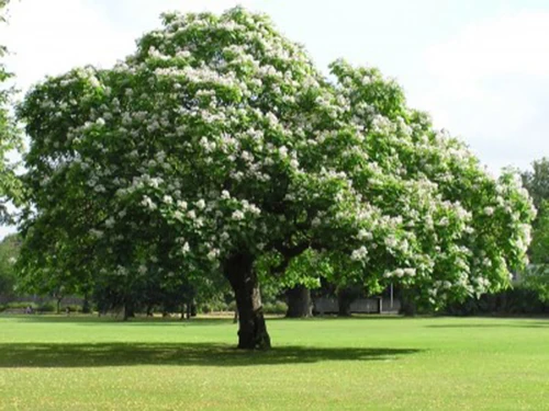 Catalpa común