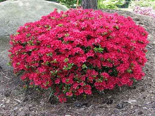 Rododendro