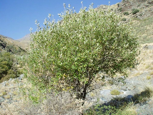 Salgueiro, Mimbrera