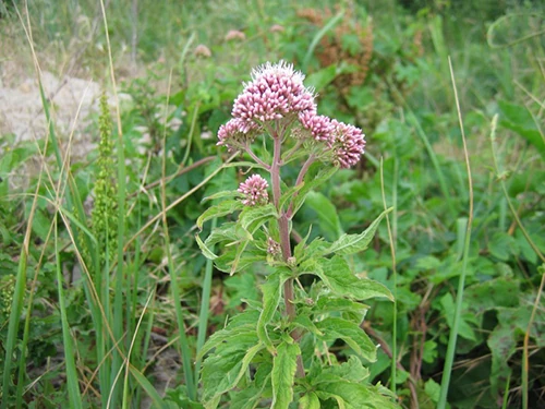 Oregano de auga, Herba pulgueira