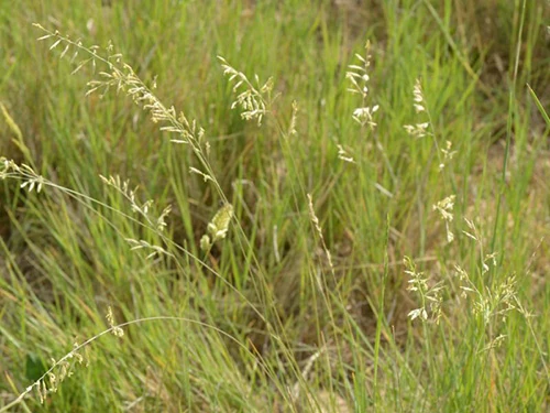 Alambrillo