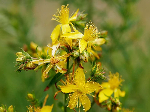 Corazoncillo, Herba de San Xoan