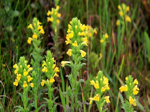 Algaravía pegañenta