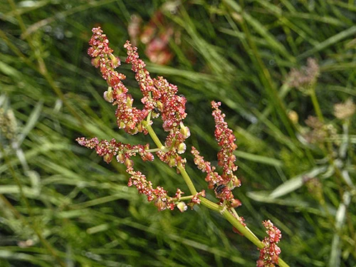 Rumex arifolius